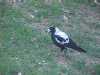 magpie in the garden